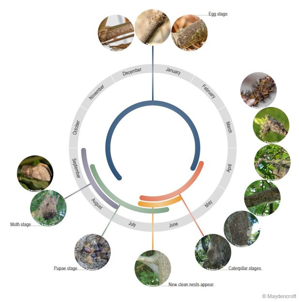 Maydencroft opm life cycle v2